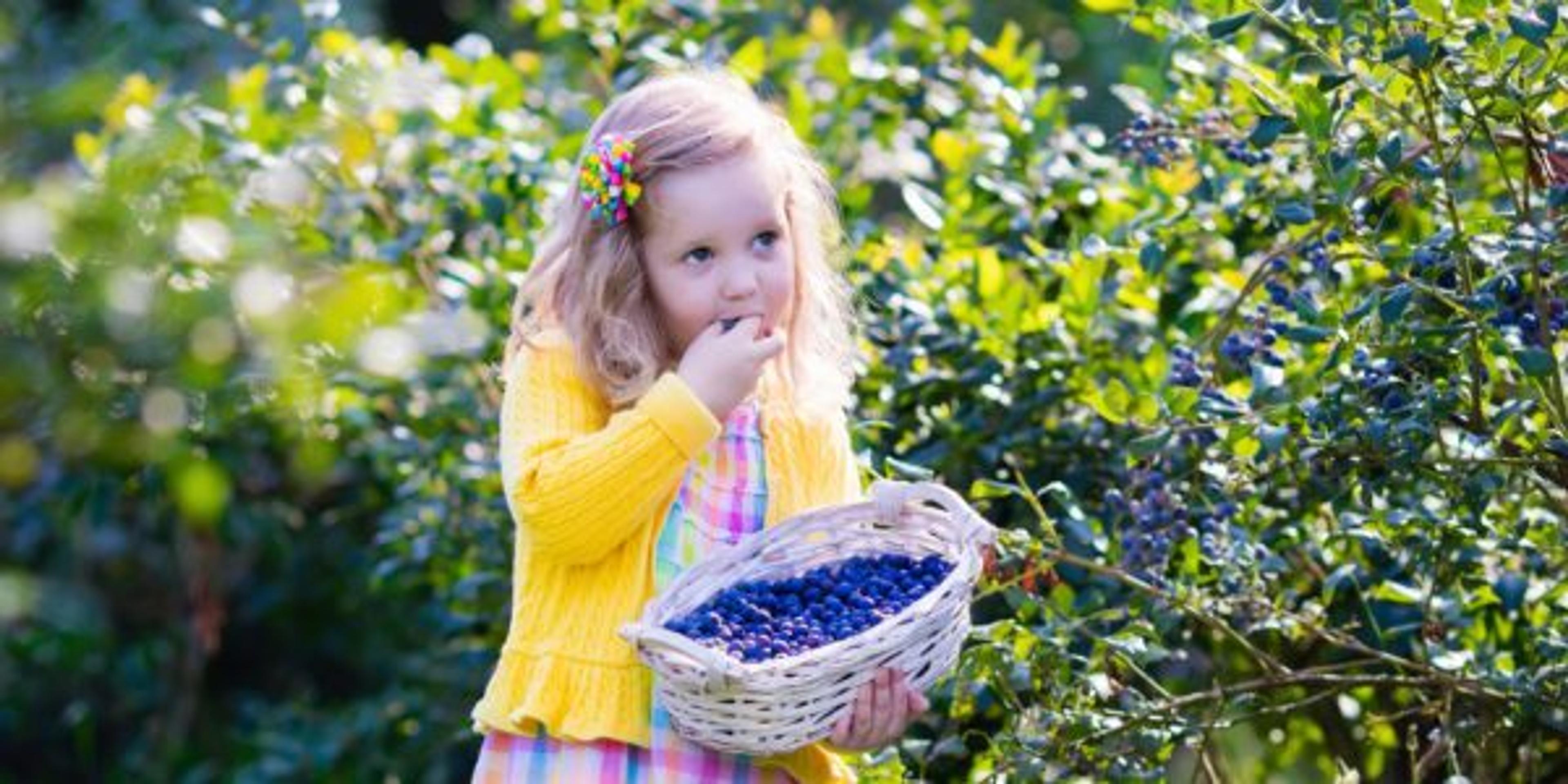Little girl picking blueberry