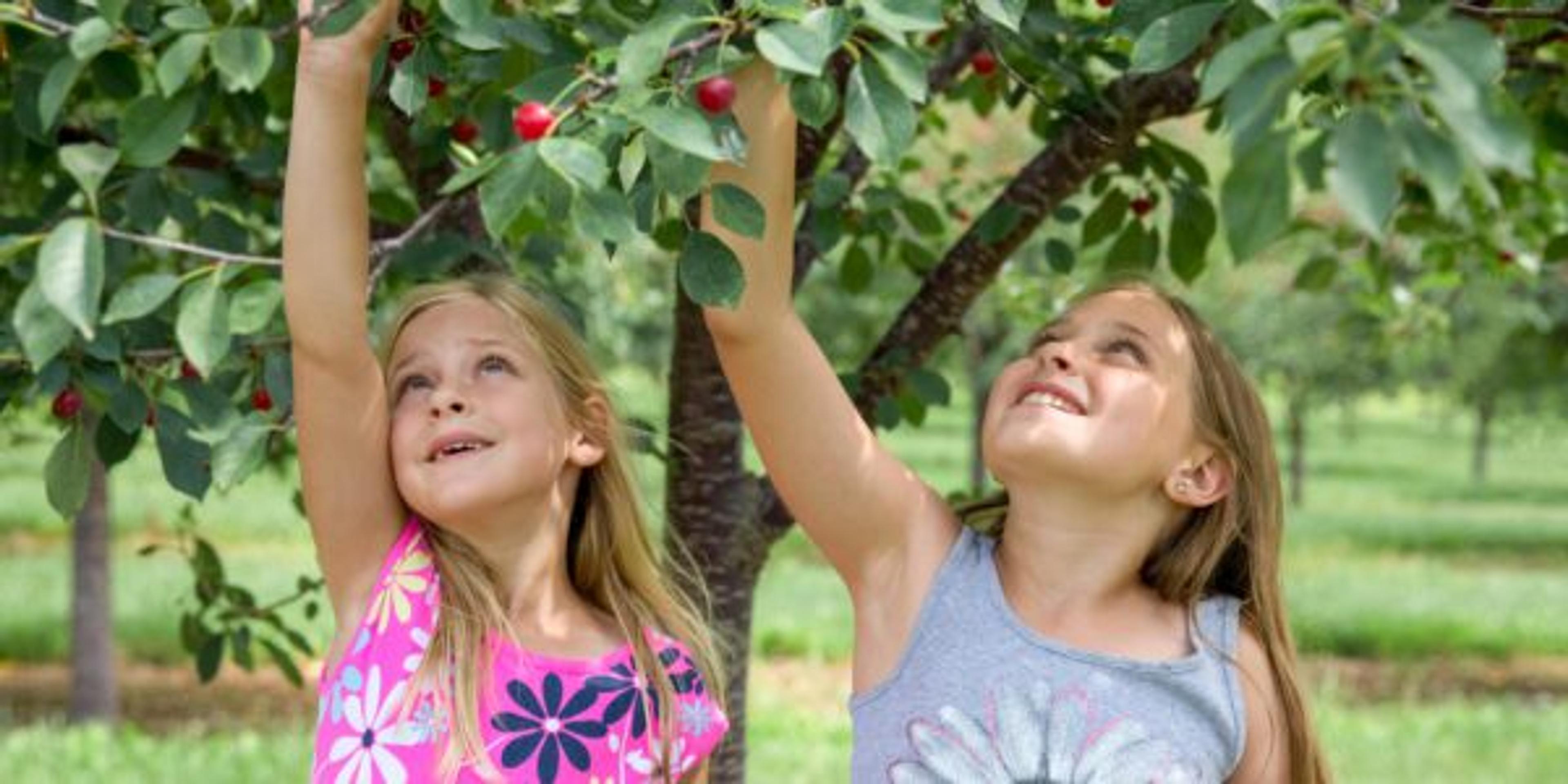 Two Girls Picking Cherries